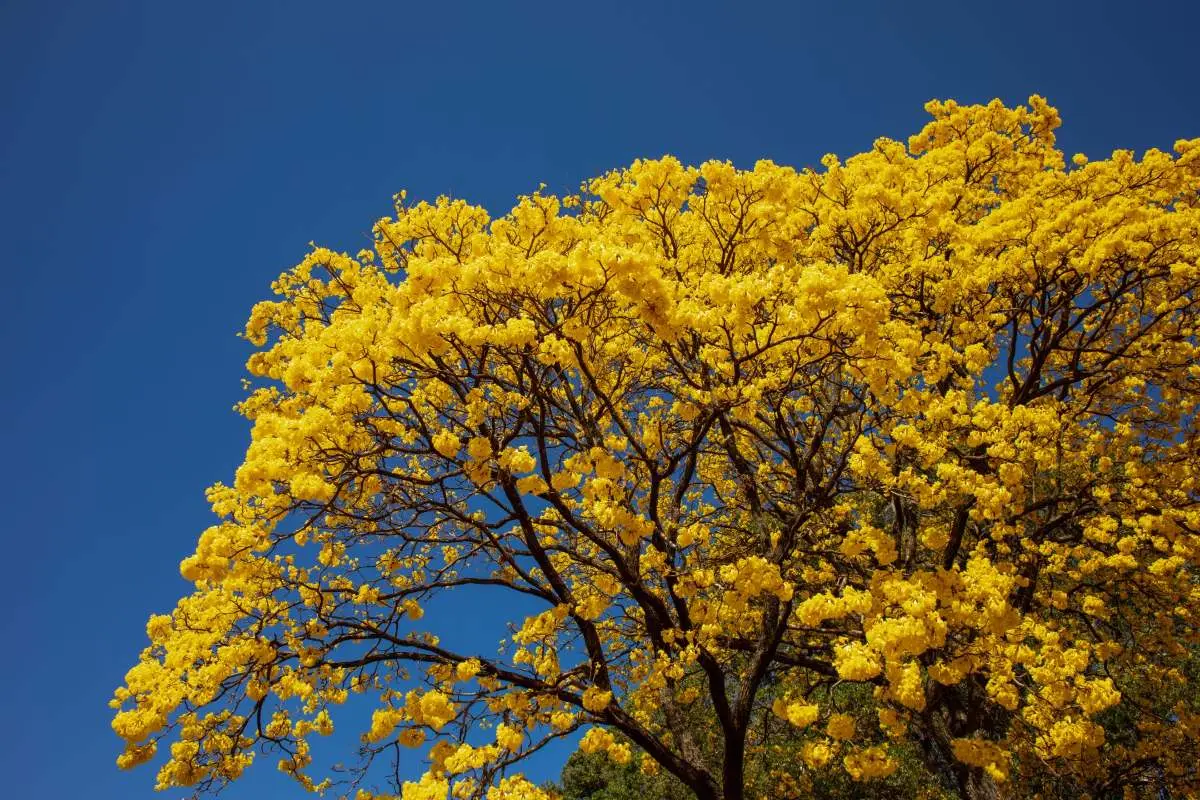 Ypê amarelo em plena floração