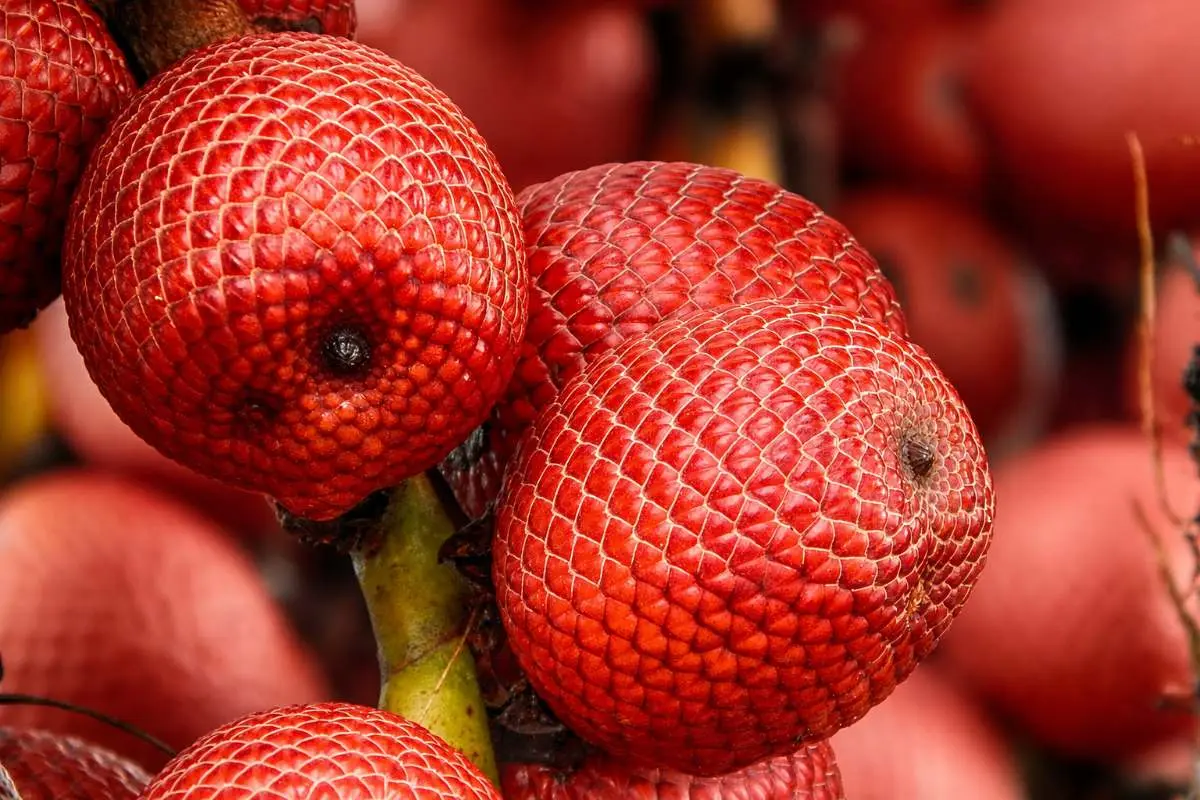 Buriti da vereda
