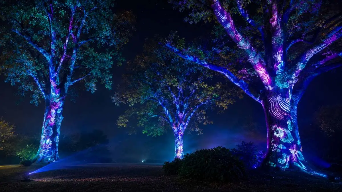 Iluminação suspensa nas árvores
